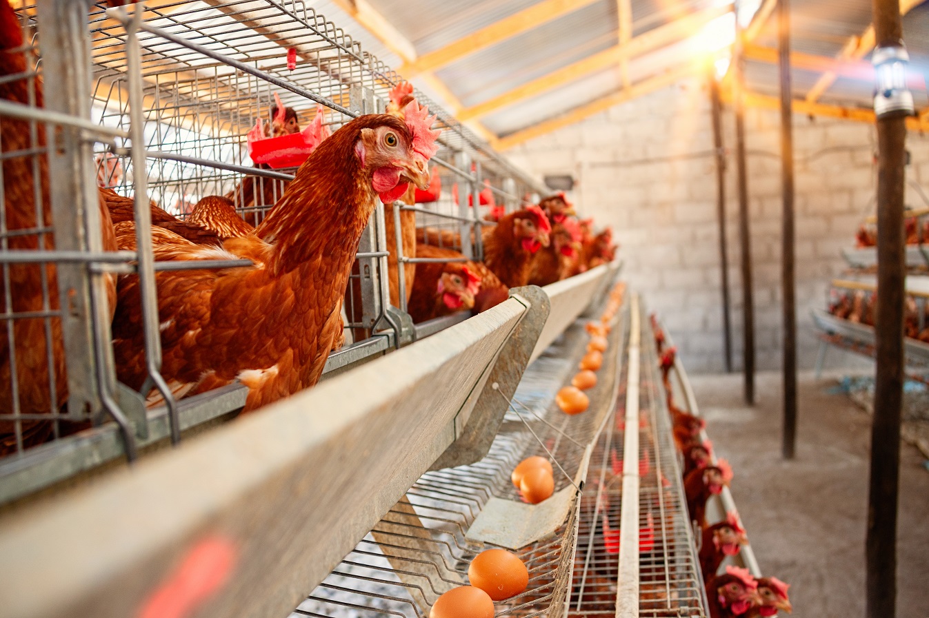 Santé des volailles, environnement et équipement des élevages avicoles