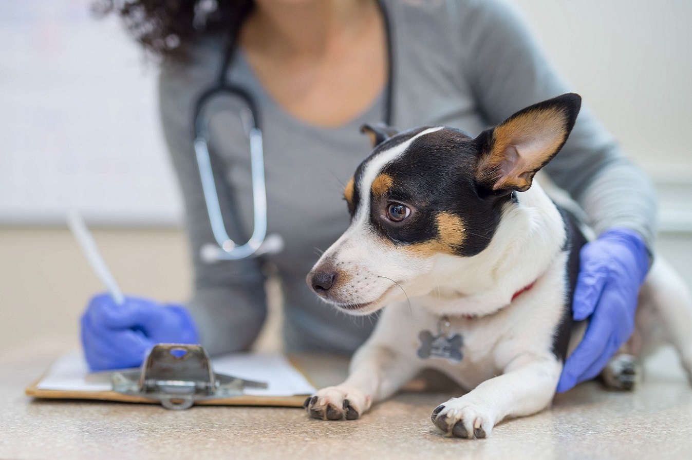Désinfection des cliniques vétérinaires pour animaux de compagnie